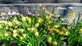 Spring Flowers NYC ~~ DeBorah Ann Palmer