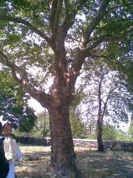 helen-tree